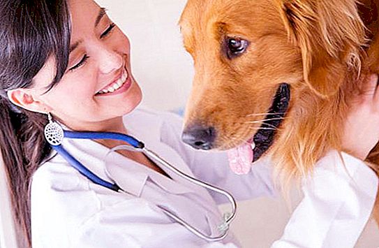 Profissão "Veterinary Paramedic": descrição do trabalho